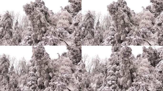 西海峰林 雾凇 冰挂 雪景