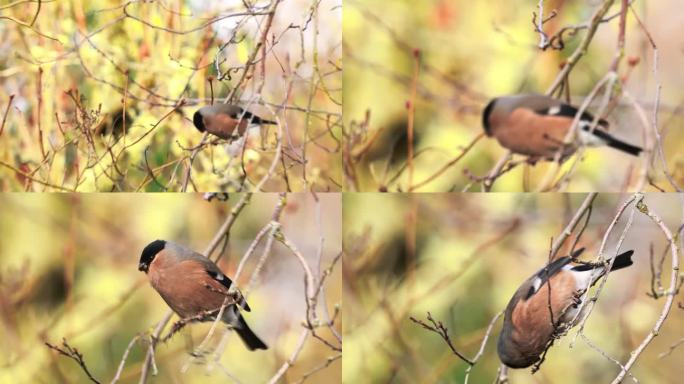 雌性红腹灰雀在享受一顿桃子芽大餐时，优雅地栖息在上面