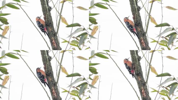 野外实拍小鸟，漂亮的棕腹啄木鸟