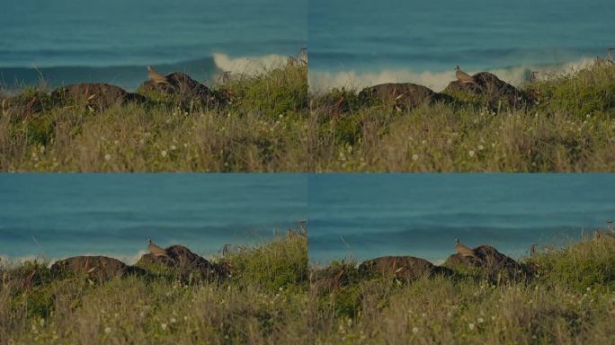 一只斑鸠站在长满草的悬崖边，注视着太平洋上蓝绿色的波浪