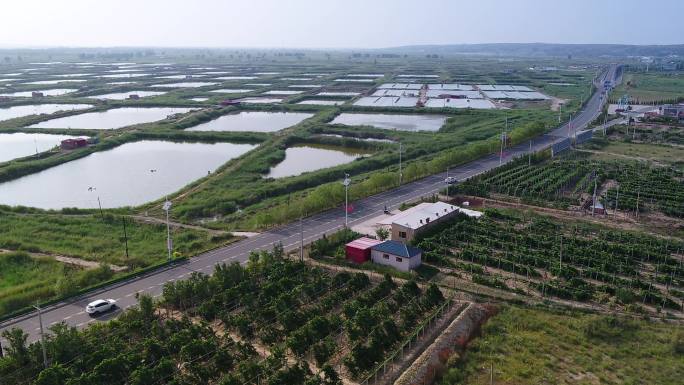 黄河两岸葡萄园