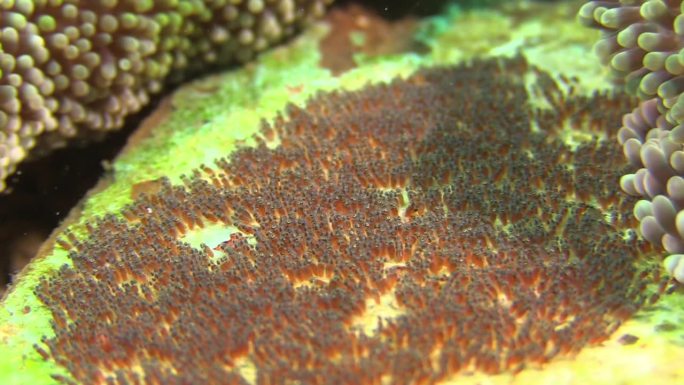 一窝海葵鱼卵附着在海葵旁边的死珊瑚上。中景到特写镜头显示了由数千只准备孵化的小幼虫组成的整个卵窝