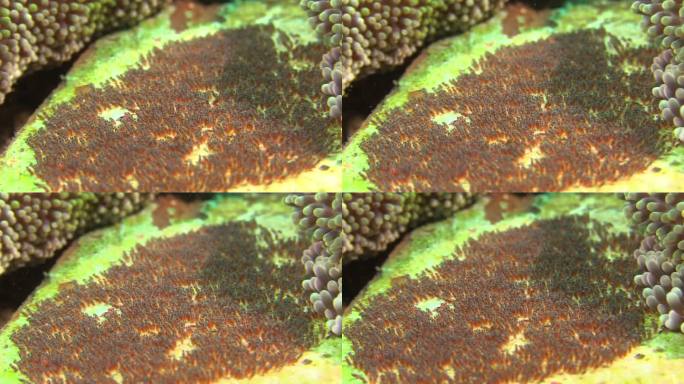 一窝海葵鱼卵附着在海葵旁边的死珊瑚上。中景到特写镜头显示了由数千只准备孵化的小幼虫组成的整个卵窝