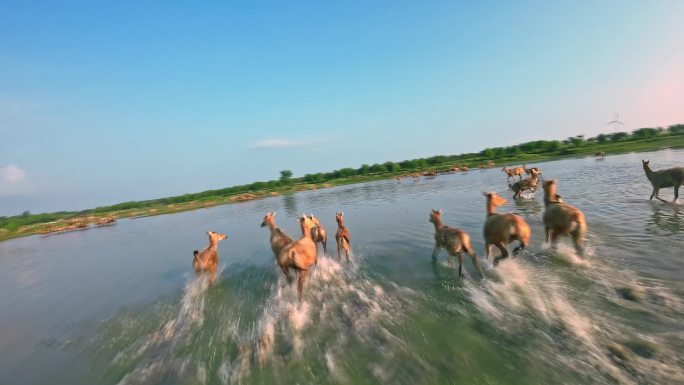 FPV实拍在海边湿地奔跑的麋鹿群