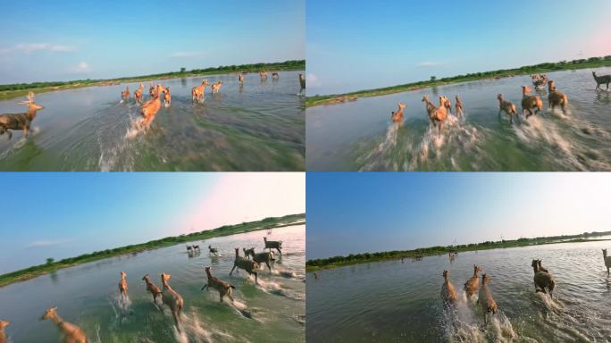 FPV实拍在海边湿地奔跑的麋鹿群