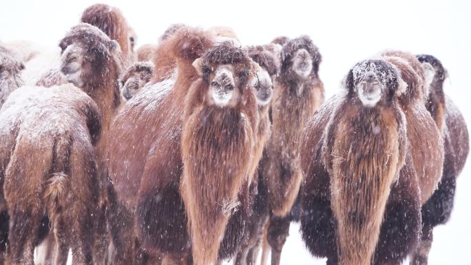 暴风雪中的骆驼