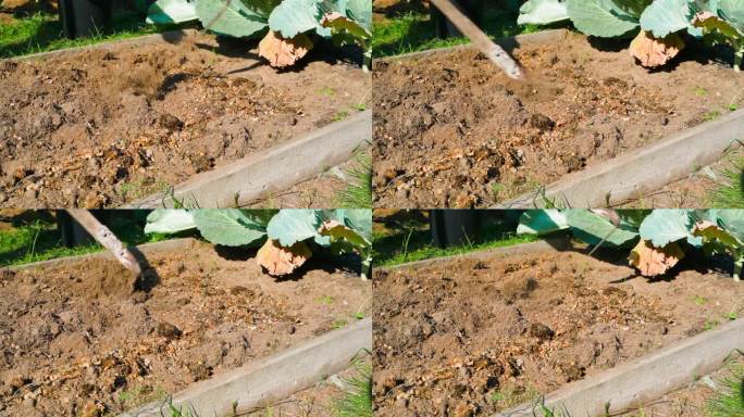 收获后将花园土壤与有机天然肥料混合。在秋天往你的花园里添加鸟粪和锯末