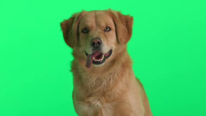 可爱的金毛猎犬伸出舌头，坐在绿色的背景上，眨着眼睛