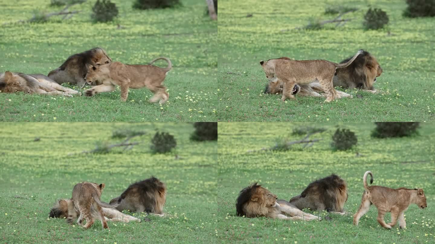 博茨瓦纳，好奇的小狮子走向两只好斗的公狮
