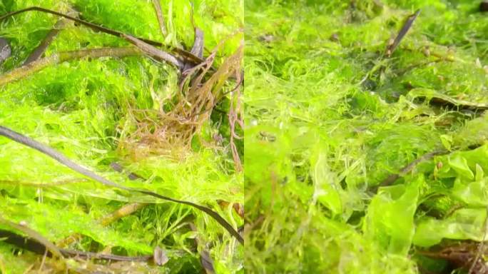 海藻和贝壳被风暴抛到海滩上，微距拍摄。绿藻、绿饵草、红角草、矮鳗草及海贻贝