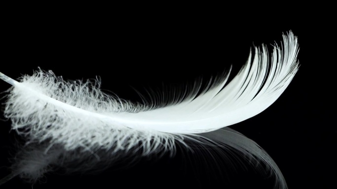 一根白天鹅羽毛落在黑色的反射面上。缓慢的运动。