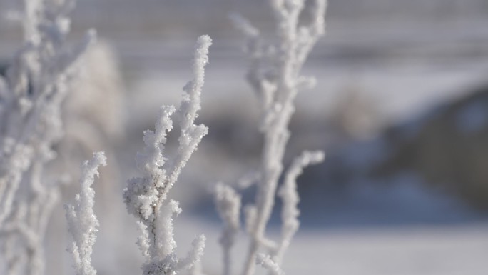 霜降植物，枯草厚厚的霜