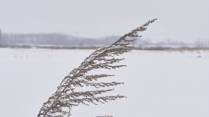 下雪了，氛围情绪雪景