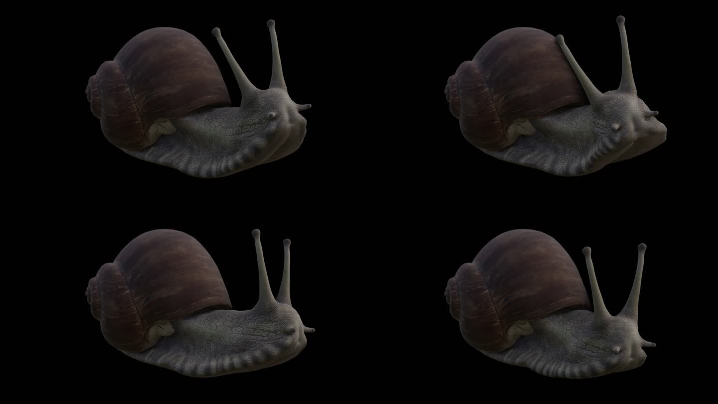 蜗牛  带通道  蜗牛缓慢动作