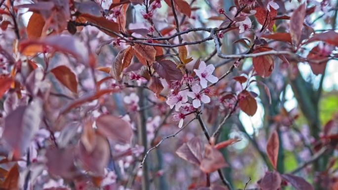 日本花园中晚季樱花盛开的粉红色花朵