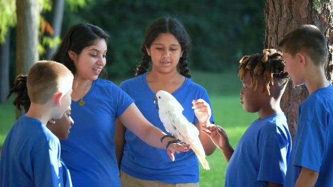 孩子们在野外旅行，抚摸着一只凤头鹦鹉