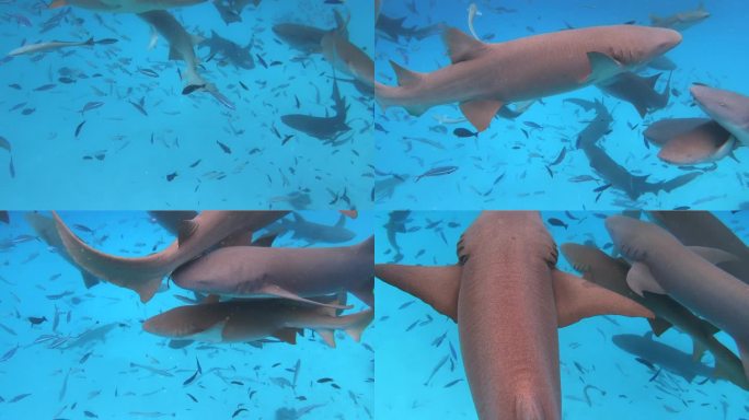 一群护士鲨在美丽的绿松石热带海域