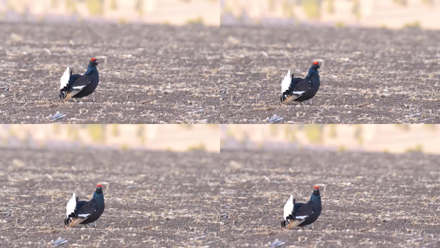 黑琴鸡，国家一级保护动物