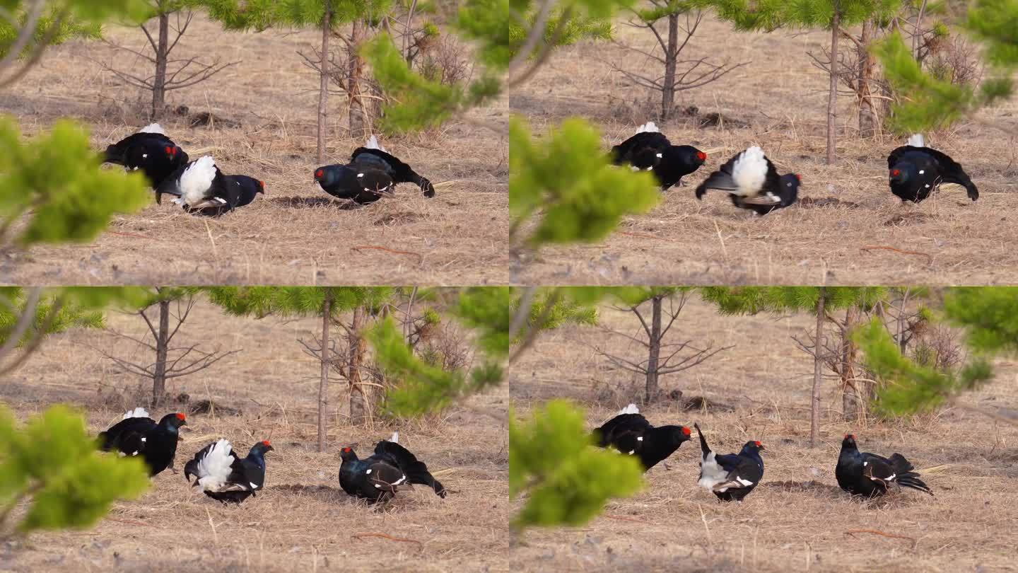 黑琴鸡，国家一级保护动物