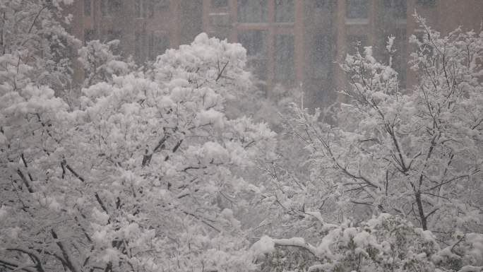 下雪天风中摇摆的树枝写意升格空镜