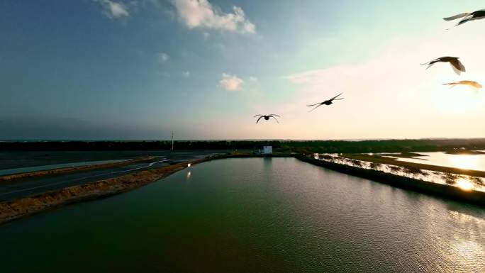 FPV实拍在湿地上飞翔的鸟群