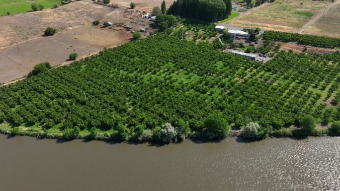 无人机拍摄的华盛顿州亚基马河上的一个果园。