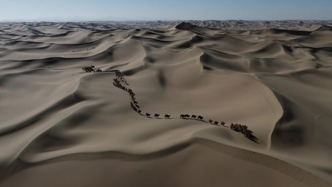浩瀚大漠骆驼