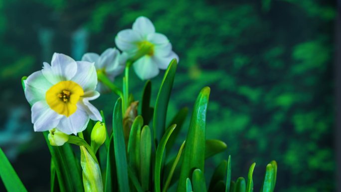 水仙花开花花开延时摄影