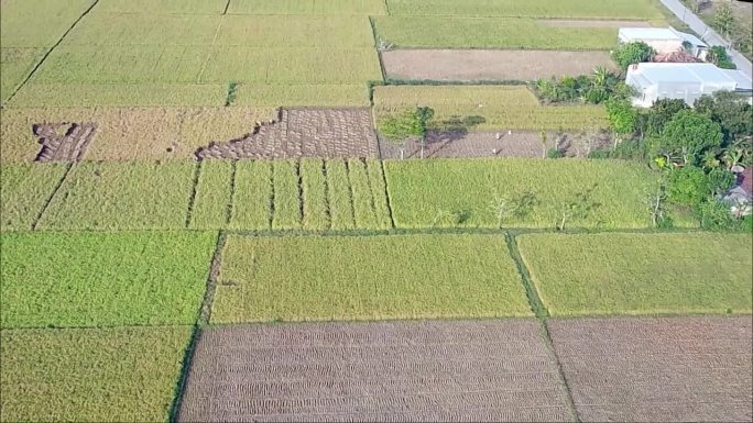 无人机在印度尼西亚中爪哇省布劳拉农村的稻田上空飞行。绿色自然视频。