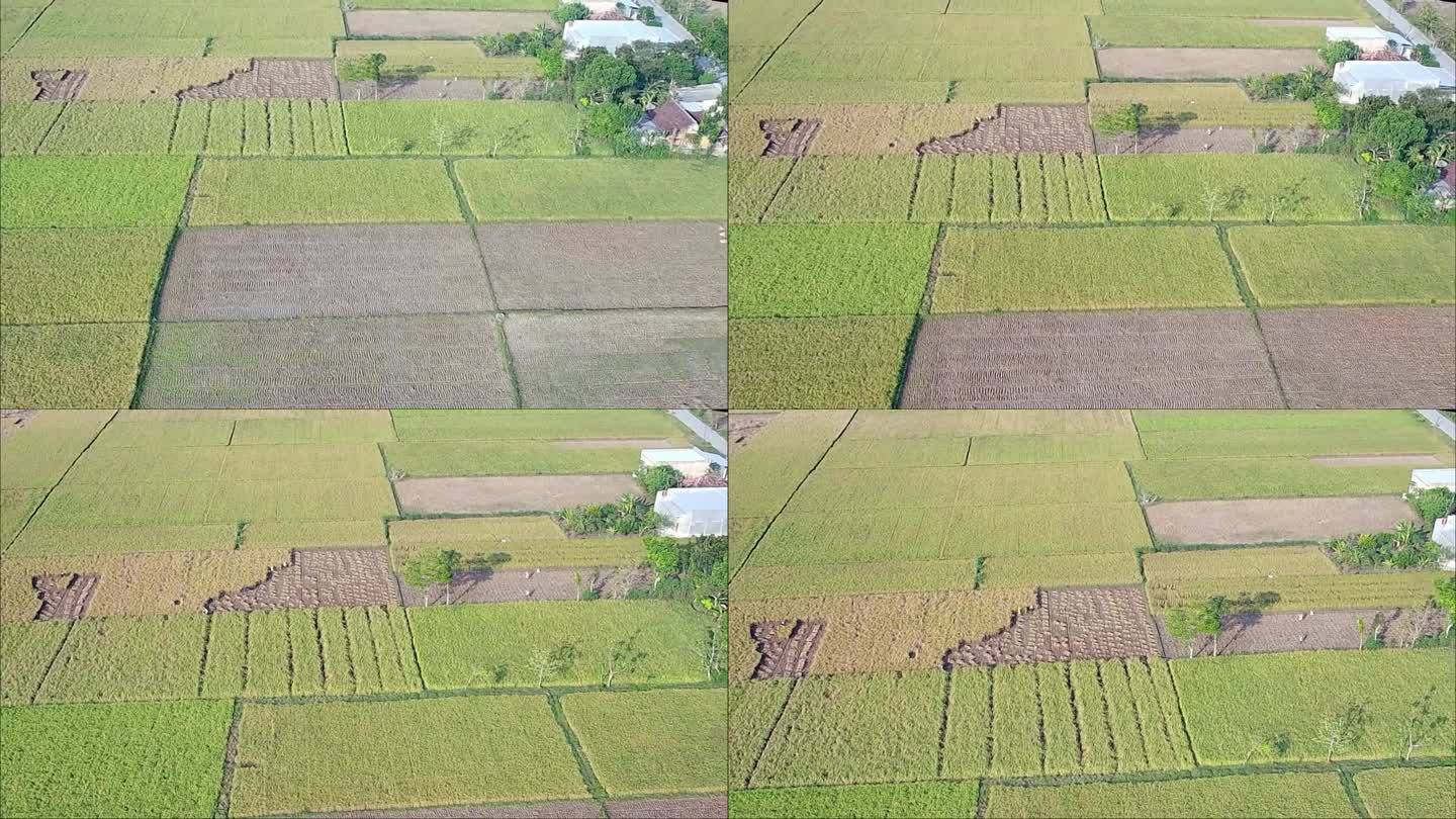 无人机在印度尼西亚中爪哇省布劳拉农村的稻田上空飞行。绿色自然视频。