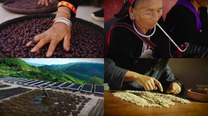 采摘晾晒咖啡女人加工晾晒咖啡老人咖啡种植