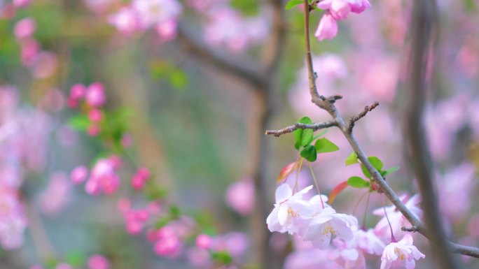 南京玄武区玄武湖景区游客观赏樱花人流风景