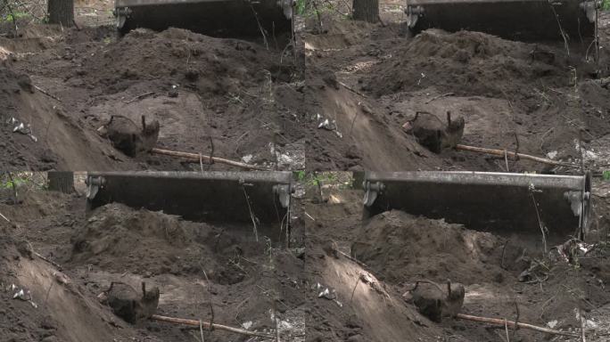 挖掘机在建筑工地铲土的工业画面