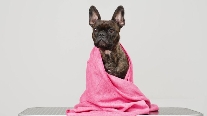 缓慢的运动。有趣的法国斗牛犬狗在浅色背景。狗裹在毛巾里。宠物护理和水疗护理的概念。