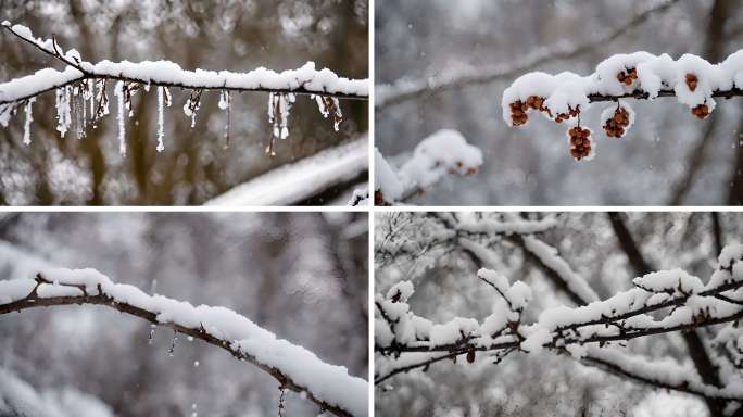 冬天下雪唯美雪天雪松雪挂树枝
