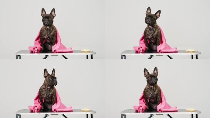 缓慢的运动。有趣的法国斗牛犬狗在浅色背景。狗裹在毛巾里。宠物护理和水疗护理的概念。