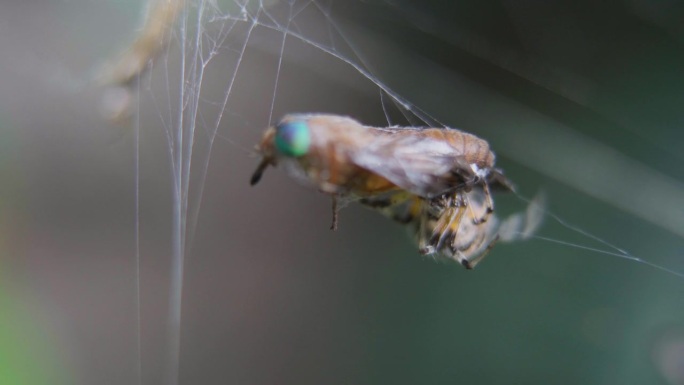 一只米特佩拉蜘蛛的特写镜头，它正在缠着一只被自己的网缠住的双翅龙。