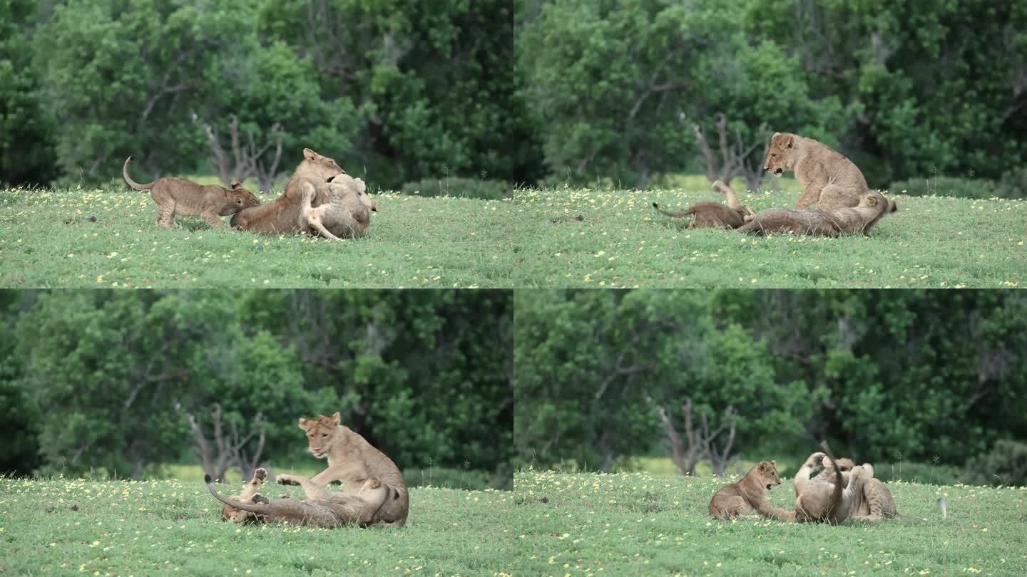 在博茨瓦纳，小狮子和它的两个哥哥玩耍
