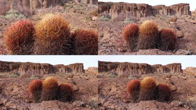 亚利桑那州的仙人掌。加州桶形仙人掌，圆锥形桶形仙人掌(Ferocactus aceus)，仙人掌生长