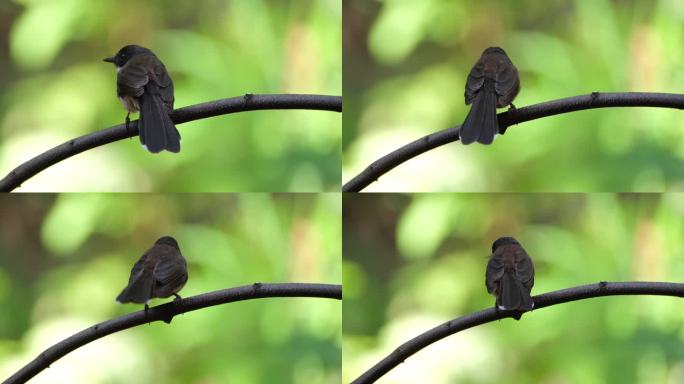 泰国，马来西亚斑尾蝶摇着尾巴，镜头从左边拉远