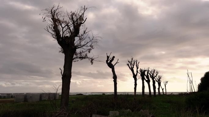 裸露的树枝轮廓映衬着移动的云的动态运动，创造了一个艺术和喜怒无常的概念。沿海地区树木的时移图。