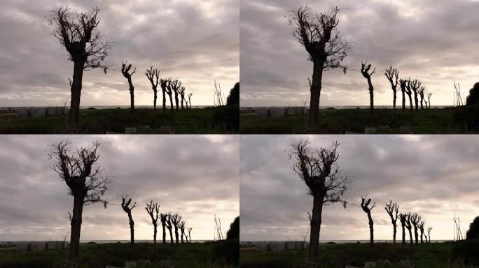 裸露的树枝轮廓映衬着移动的云的动态运动，创造了一个艺术和喜怒无常的概念。沿海地区树木的时移图。