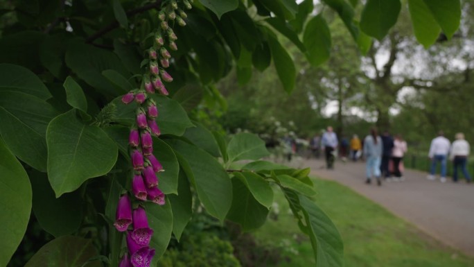 在英国伦敦威斯敏斯特的圣詹姆斯公园，有毒的开花毛地黄植物生长在路边，背景是模糊的行人