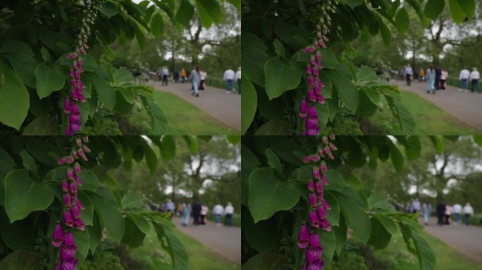 在英国伦敦威斯敏斯特的圣詹姆斯公园，有毒的开花毛地黄植物生长在路边，背景是模糊的行人