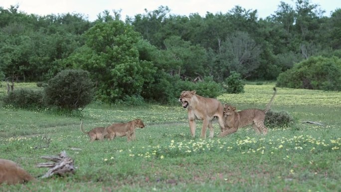 在博茨瓦纳的马沙图，奔跑的小狮子跳到妈妈身上