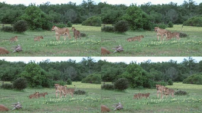 在博茨瓦纳的马沙图，奔跑的小狮子跳到妈妈身上