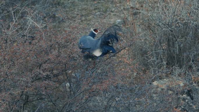 蓝马鸡 国家二级重点保护野生动物 祁连山