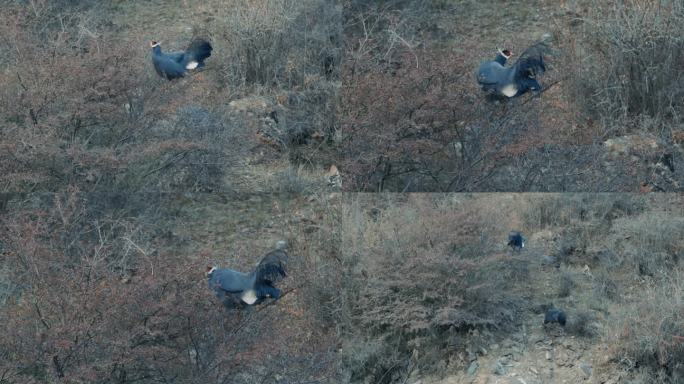 蓝马鸡 国家二级重点保护野生动物 祁连山
