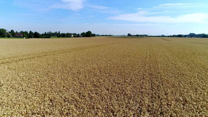 大面积小麦麦田
