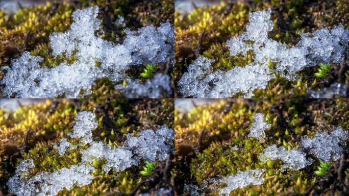 春回大地苔藓上冰雪融化延时